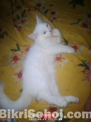 Persiyan male kitten